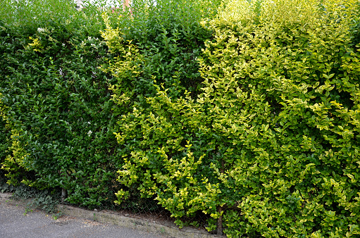 Hornbeam,berberis and golden privet hedges.