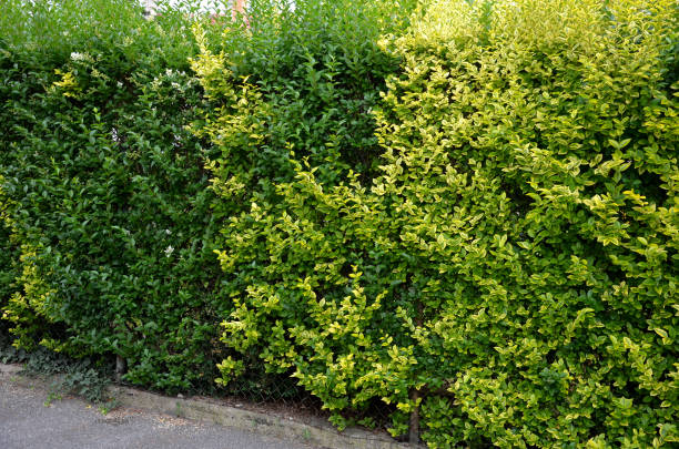 medium-growing shrub, growing to a height of 2 m and approximately the same width. At first glance, this shrub will captivate you with its distinctive leaves, which are shiny, ovate, up to 6 cm long, medium-growing shrub, growing to a height of 2 m and approximately the same width. At first glance, this shrub will captivate you with its distinctive leaves, which are shiny, ovate, up to 6 cm long, ligustrum, atrovirens, aureum, ovalifolium, vulgare privet stock pictures, royalty-free photos & images