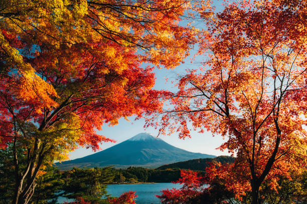 istock Mount Fuji with colorful leaves as foreground 1409455423