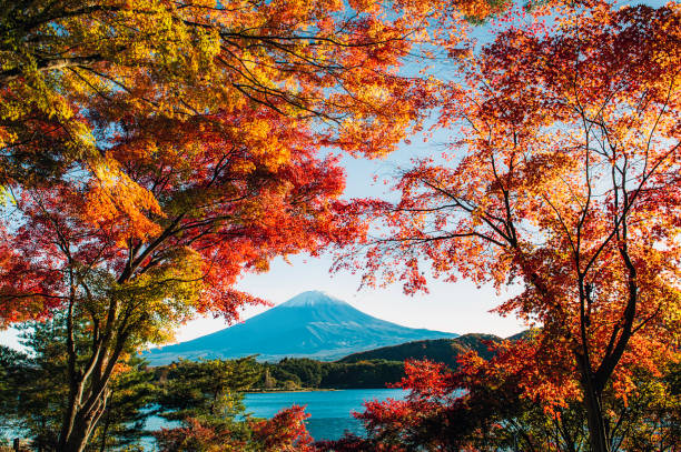 istock Mount Fuji with colorful leaves as foreground 1409455433