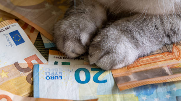 крупный план кота с банкнотами евро. стоимость содержания и содержания домашних животных. глобальный экономический спад. - euro paper currency стоковые фото и изображения