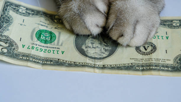 2ドル紙幣に猫の足。ビジネス、汚職、ホームファイナンスの金融概念。 - money cat ストックフォトと画像