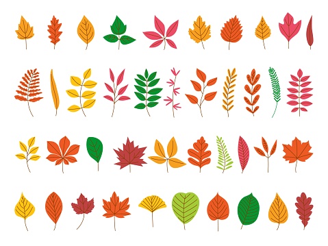 Autumn leaves set. Red maple leaf, fall season foliage forest icons. Cartoon flat colorful yellow and orange decorative branches, classy vector clipart. Illustration of fall autumn leaf