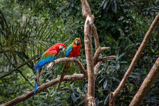 large scarlet macaw couple perched on a branch
