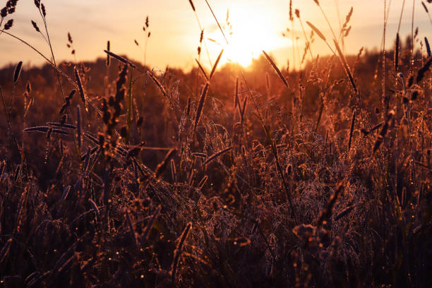 istock Wild herbs and panicles in the field at sunrise 1409458499