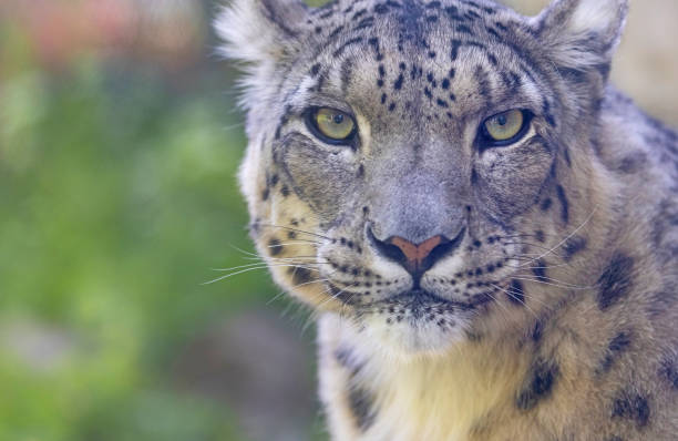 Head of snow leopard
