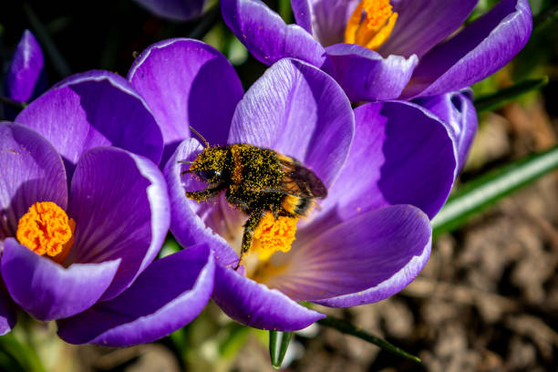 A Pollen Covered Bee on a Crocus Flower