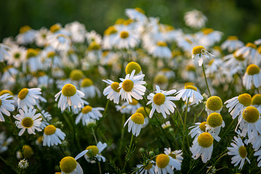 Chamomile flowers in the Sussex countryside with evening light