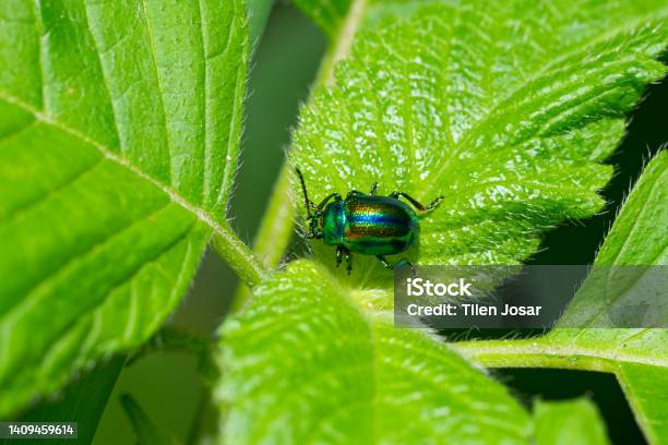 Dogbane Leaf Beetle Stock Photo - Download Image Now - Animal, Animal Wildlife, Animals In The Wild