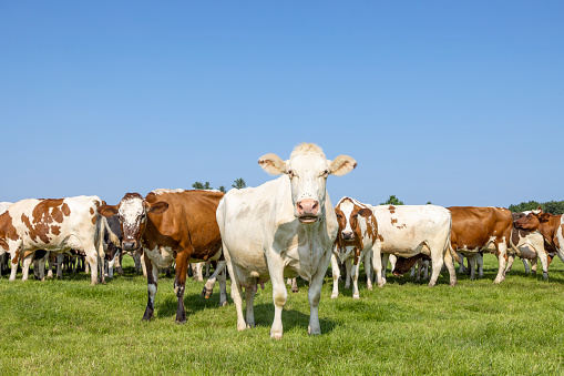 Herd cows, herd in a field, white and red, full length front view, happy and joyful and a blue sky