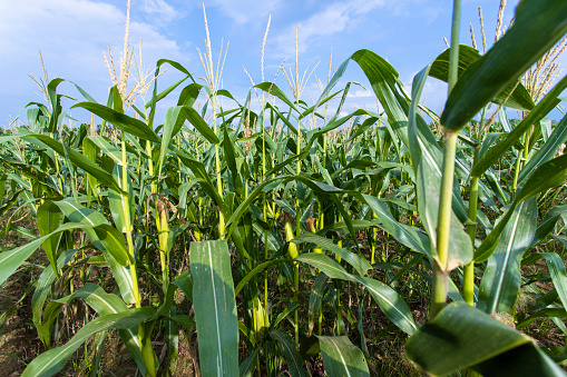 Wide shot of corn field - Stock photo