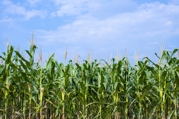 istock Wide shot of corn field 1409461588