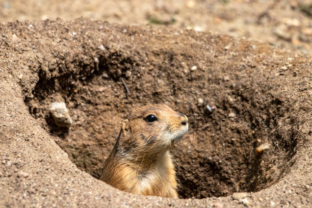 istock Prairie dog in close-up in a burrow 1409462558