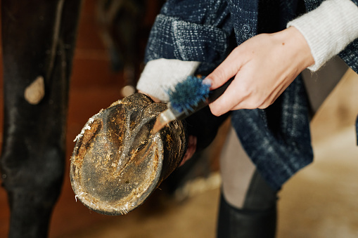 Close up of unrecognizable young woman cleaning horse hoof in stables using metal pick tool, copy space