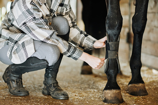 Close up of young woman fitting horse gear and putting leg protection boots on brown stallion, copy space