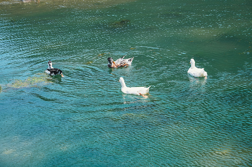 Duck sunbathing in the lake Four males mallard ducks