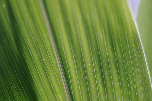 nahaufnahme eines maispflanzenblattes - corn on the cob corn crop macro close up stock-fotos und bilder