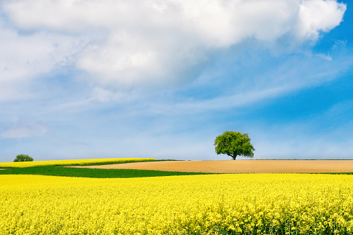 Rows of yellow canola field in Alberta against a blue sky with copy space.