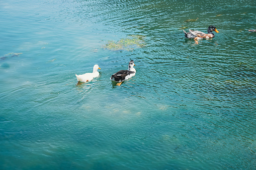 Duck sunbathing in the lake, Three males mallard ducks