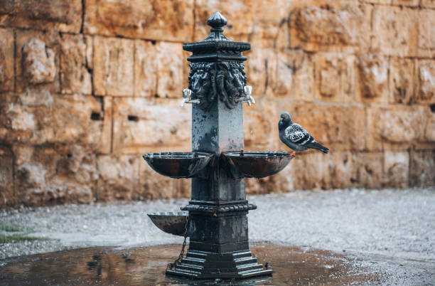 Thirsty Pigeons stock photo antalya