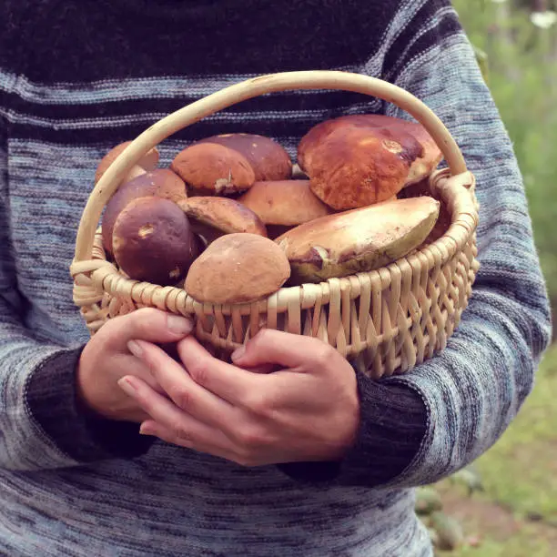 basket with mushrooms in the hands of a mushroom picker