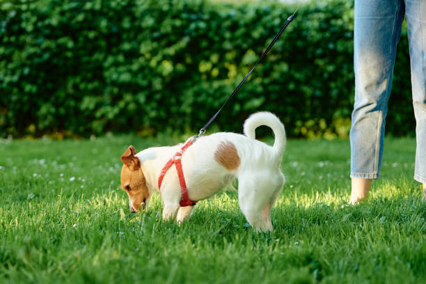 istock Dog walking at park with owner 1409464492