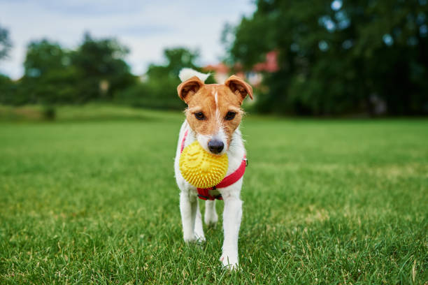 istock Dog walking on green grass, playing with ball 1409464494