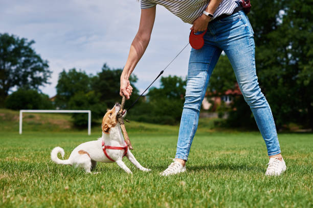 istock Owner walking dog at green field 1409464501