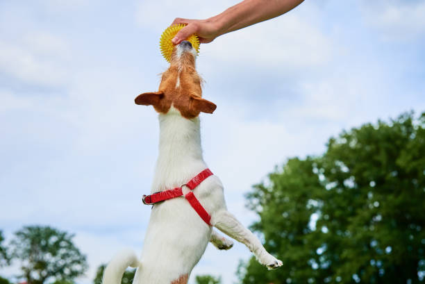 istock Dog walking on green grass, playing with ball 1409464503