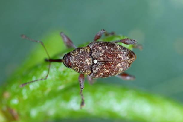 istock Curculio rubidus, Weevil from family Curculionide. 1409464582