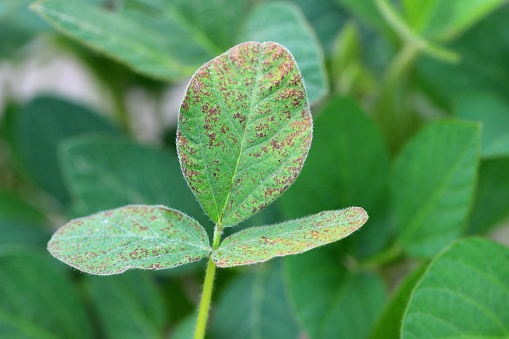 Asian soybean rust (Phakopsora pachyrizi) pustules on the under surface of a soybean leaf