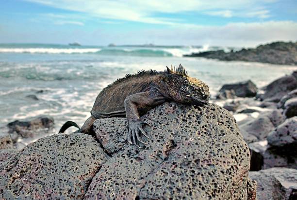 Marine iguana on the rocks Galapagos islands Marine iguanas are reptiles endemic to the Galápagos Archipelago, located just over 900 kilometres off the coast of Ecuador. marine iguana stock pictures, royalty-free photos & images