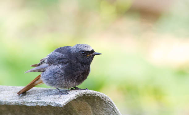 istock Black redstart, Phoenicurus ochruros. A bird sits on a slate roof 1409464711