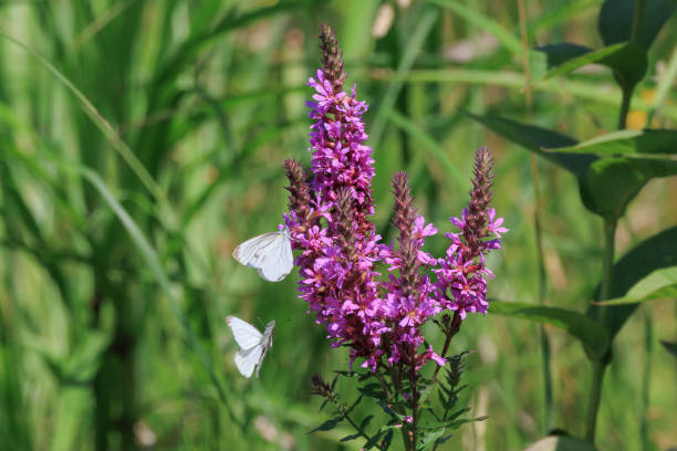istock purple loosestrife flower and cabbage white butterfly 1409465096