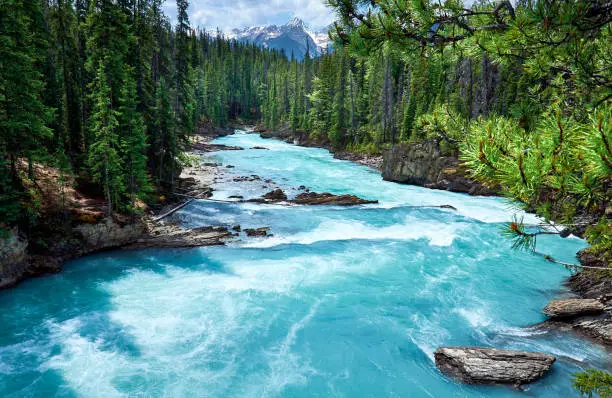 Photo of Mountain Kicking Horse river in evergreen forest, Yoho National Park, British Columbia, Canada
