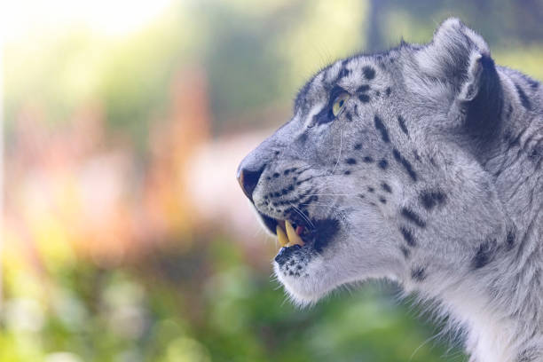 natural background from darkness leopard spots selective focus blur