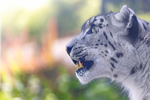 Head of snow leopard looking
