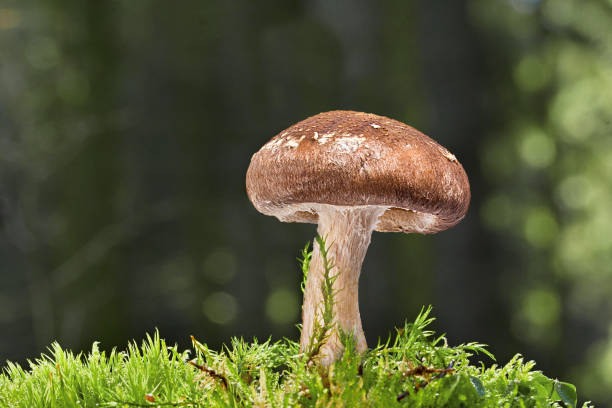 istock mushroom growing in a mossy forest 1409465915