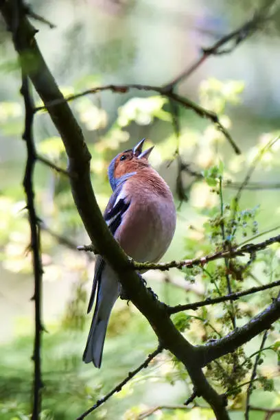 Common Chaffinch bird sitting on a branch and sing ( Fringilla coelebs )