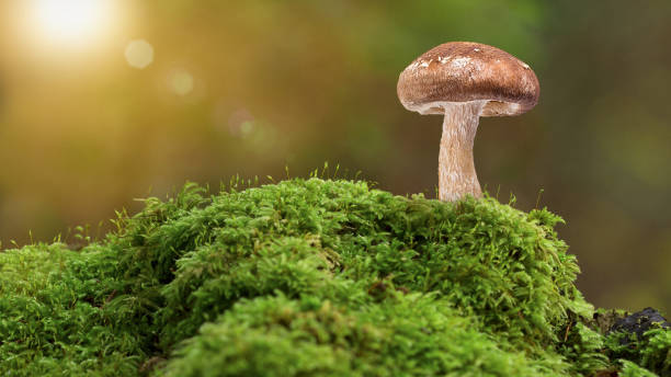 cogumelo crescendo em uma floresta musgo - peat moss fotos - fotografias e filmes do acervo