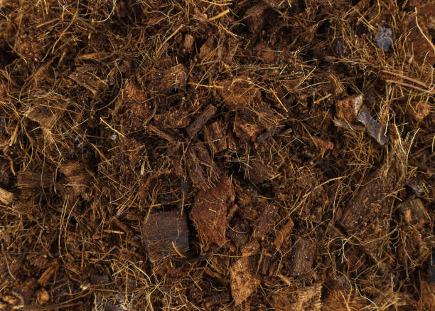 Coconut substrate close up. Coconut substrate close up. Coconut fiber background. Coconut fibers for planting plants with soil. Peat stock pictures, royalty-free photos & images