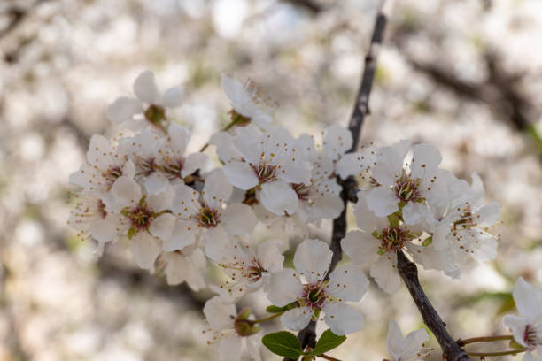 istock Beautiful branches of blossoming plums. Beautiful abstract spring background. 1409469589