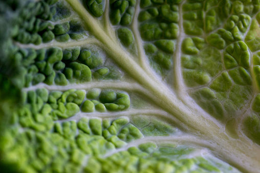 macro photography of a green leaf