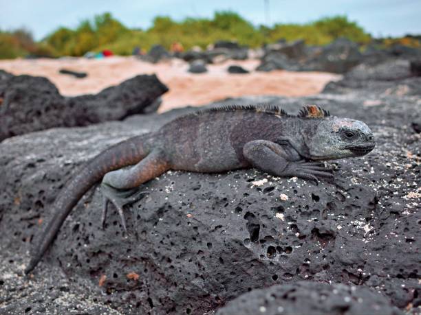 istock Iguana on the beach Galapagos islands 1409472410