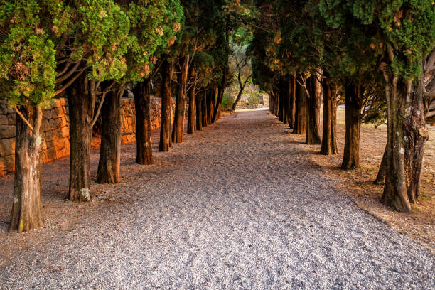 Evergreen Cypresses alley on sunset or sunrise