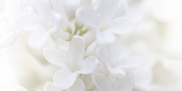 istock White flowers background. Macro of white petals texture. Soft dreamy blured background 1409473849