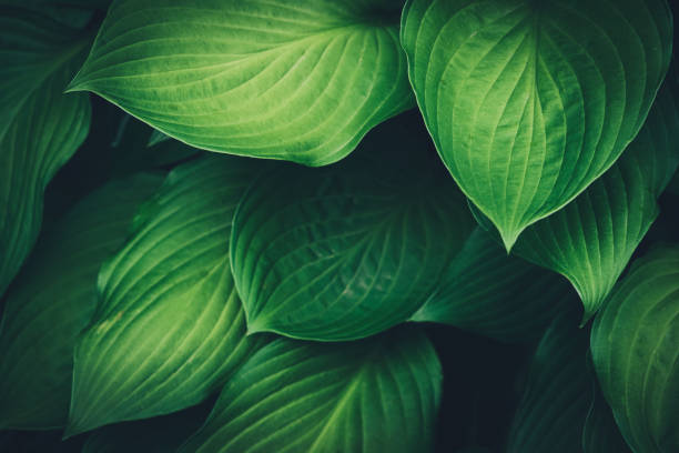 istock tropical leaves, abstract green leaves texture, nature background 1409473936