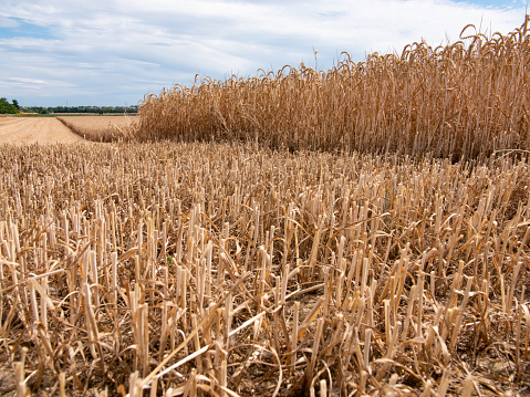 Close-up of short stalks of wheat after harvesting. Agriculture and cultivation.