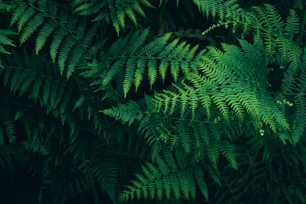 istock tropical leaves, abstract green leaves texture, nature background 1409474004