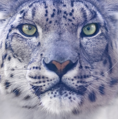 Snow Leopard or Ounce, uncia uncia, Adult standing on Snow